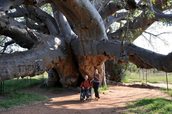Největší baobab v Africe - JAR