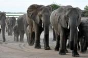 Sloni Botswana