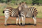 Zeby v Národním parku Kruger - JAR