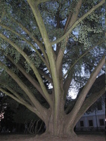 Obrovský strom ginko biloba před zámkem