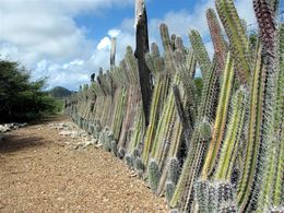 Nepřekonatelný plot z kaktusů