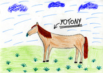 Kůň Yotony ze stáje Lucie